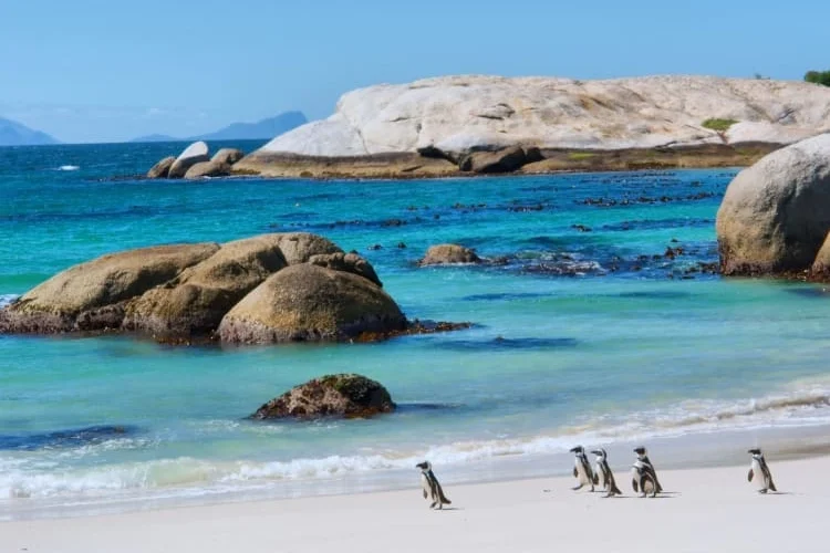 Safari Beaches in South Africa Guide for Ultimate Bush and Beach Trips