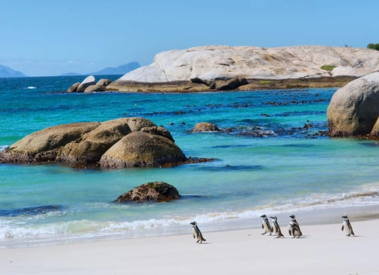 Safari Beaches in South Africa Guide for Ultimate Bush and Beach Trips