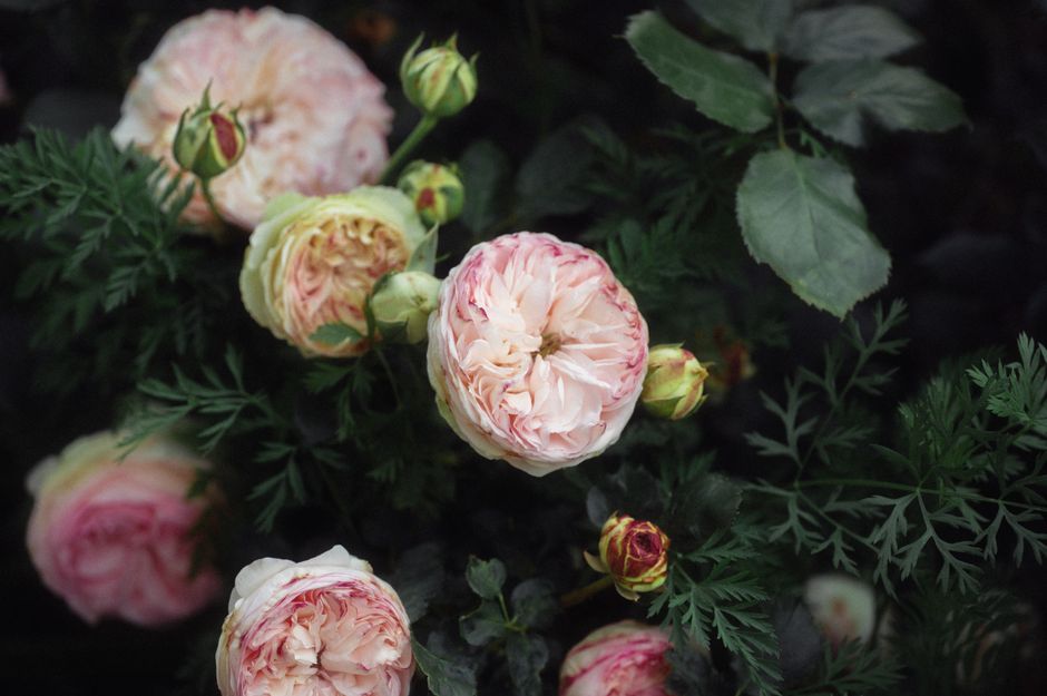 A lovely display of pink garden roses surrounded by lush green leaves.