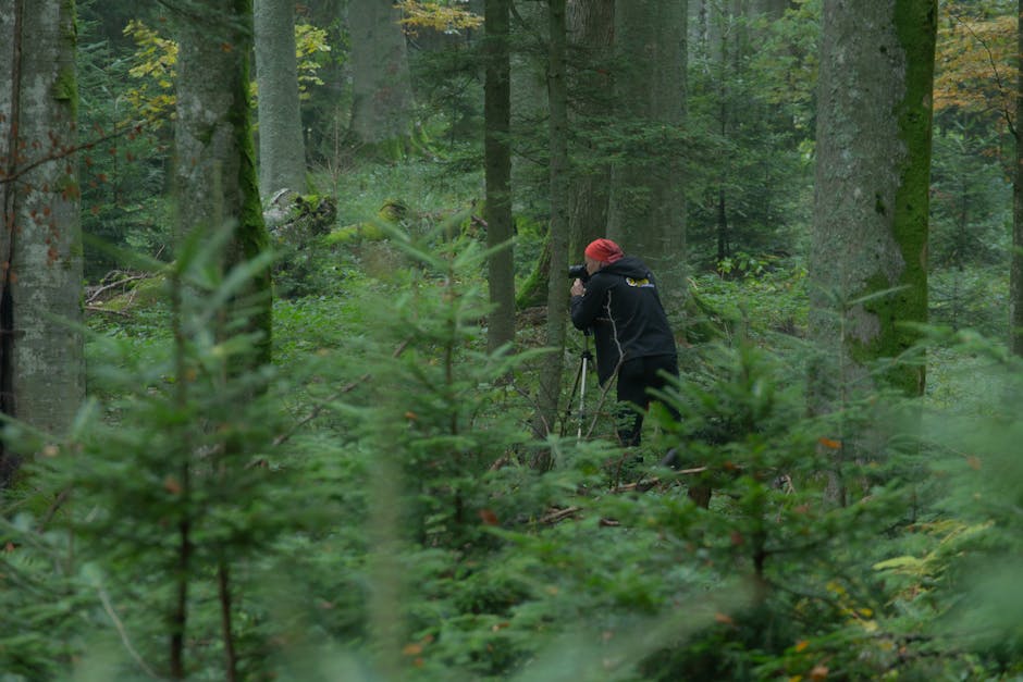 A person photographs in a lush forest, surrounded by greenery and tall trees.