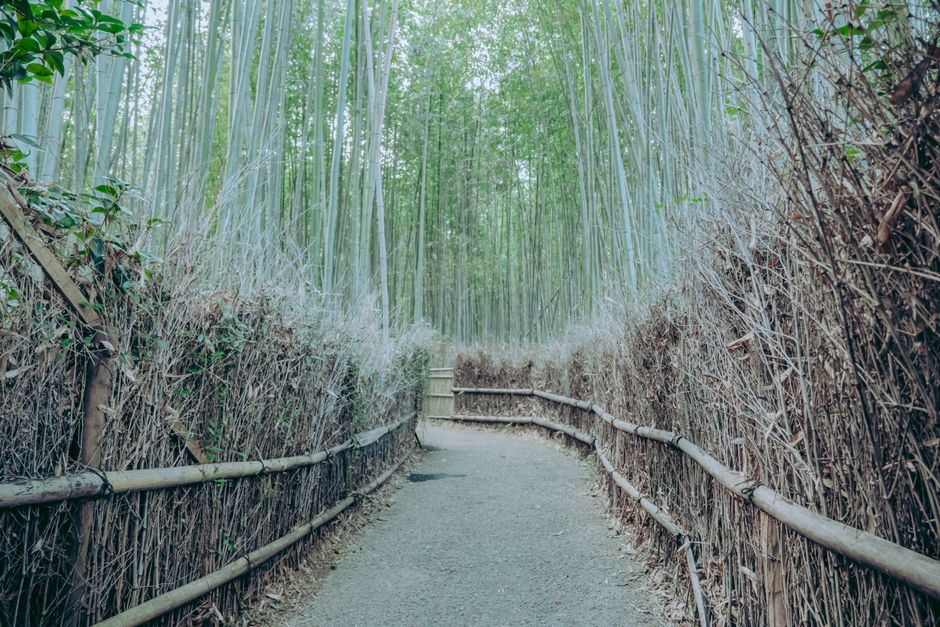 Tranquil path through Arashiyama Bamboo Grove in Kyoto, Japan.