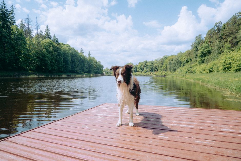 A Border Collie stands on a wooden dock beside a serene lake surrounded by lush greenery under a bright summer sky.