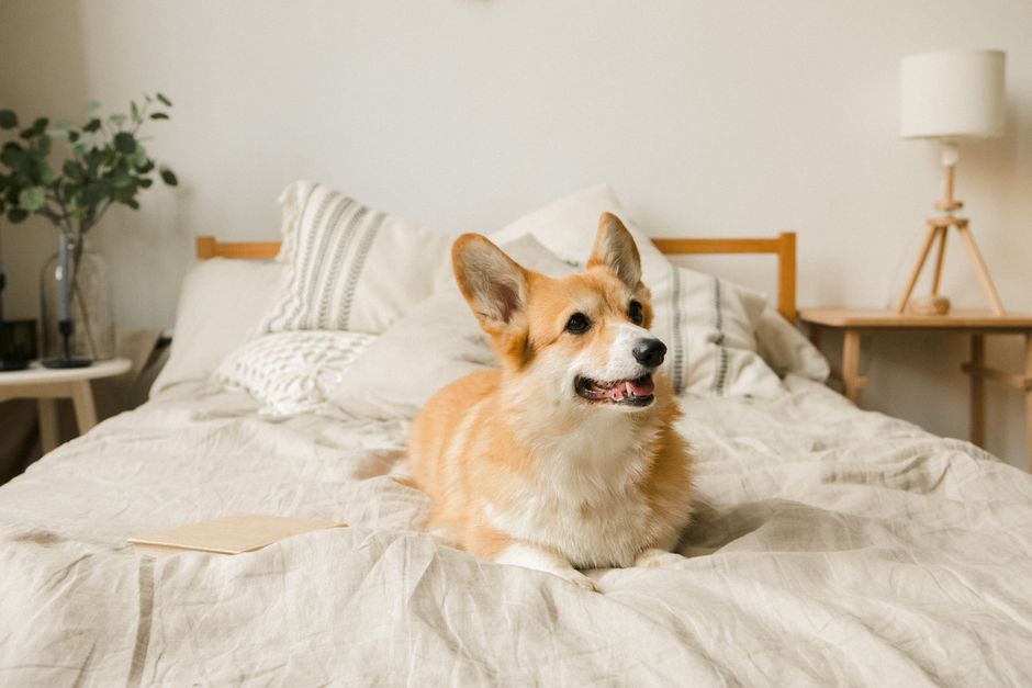 Cute corgi dog lying comfortably on a bed in a bright, cozy bedroom setting.