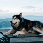 Pet-Friendly Accommodations Road Trip Usa: How to Find Pet-Friendly Accommodations for a USA Road Trip