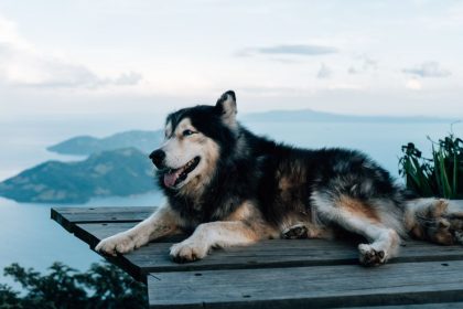 Pet-Friendly Accommodations Road Trip Usa: How to Find Pet-Friendly Accommodations for a USA Road Trip
