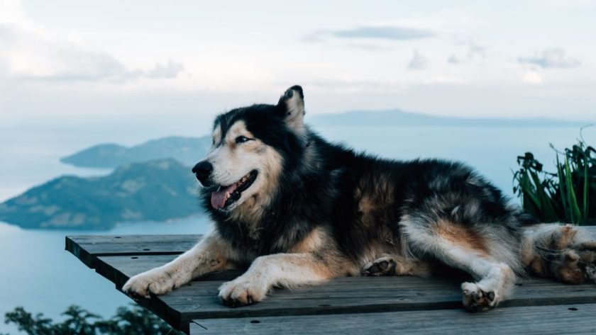 Pet-Friendly Accommodations Road Trip Usa: How to Find Pet-Friendly Accommodations for a USA Road Trip