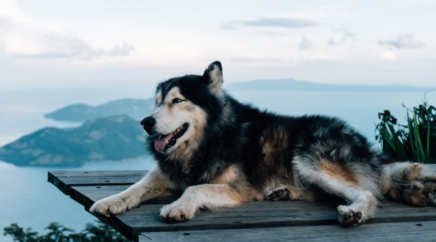 Pet-Friendly Accommodations Road Trip Usa: How to Find Pet-Friendly Accommodations for a USA Road Trip
