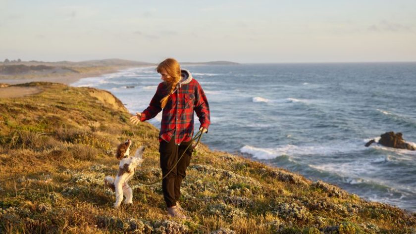Pet-Friendly Accommodations Road Trips Usa: How to Find Pet-Friendly Accommodations for Road Trips Across the USA